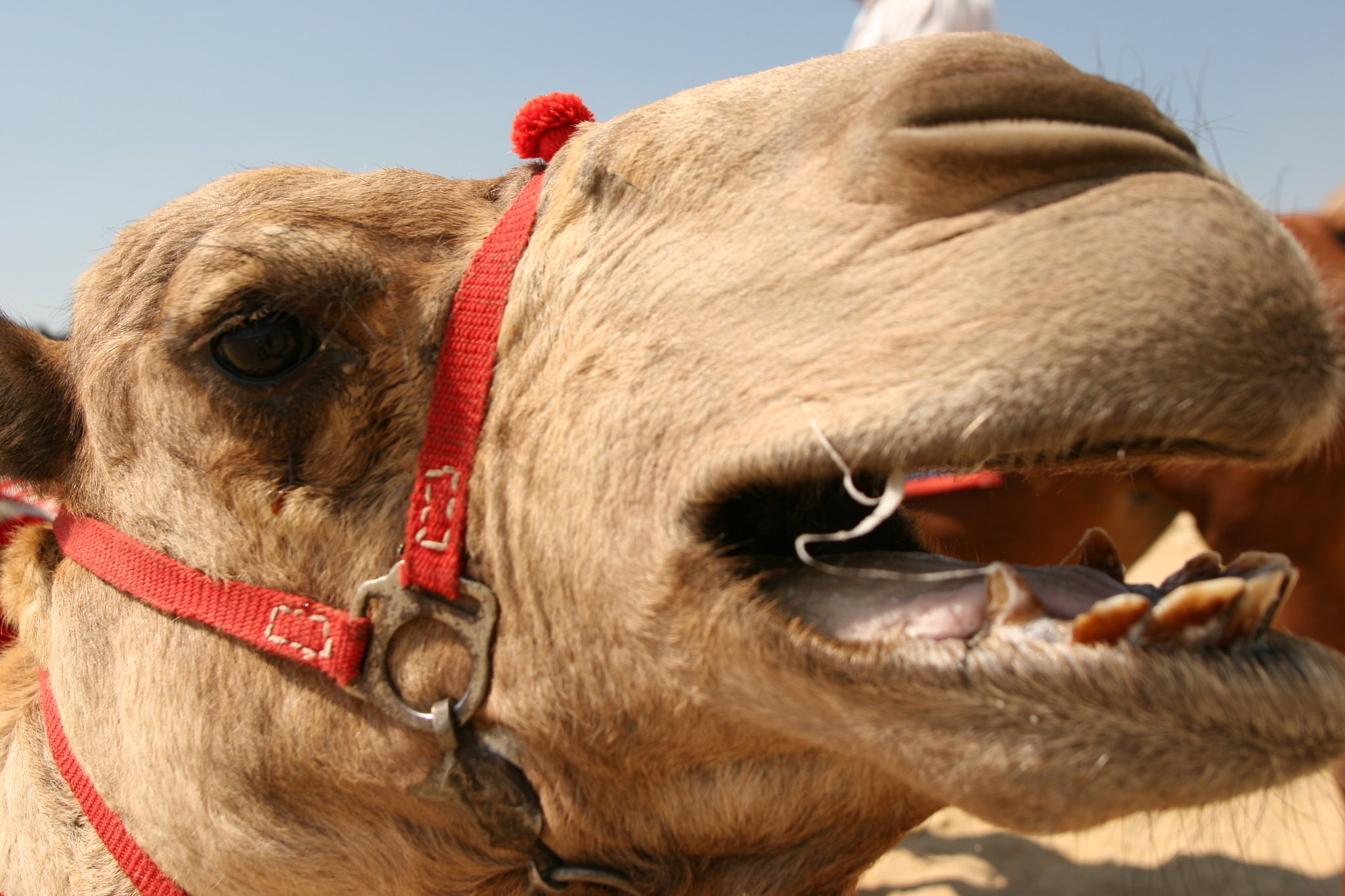 closeup on a camel about to lick the camera