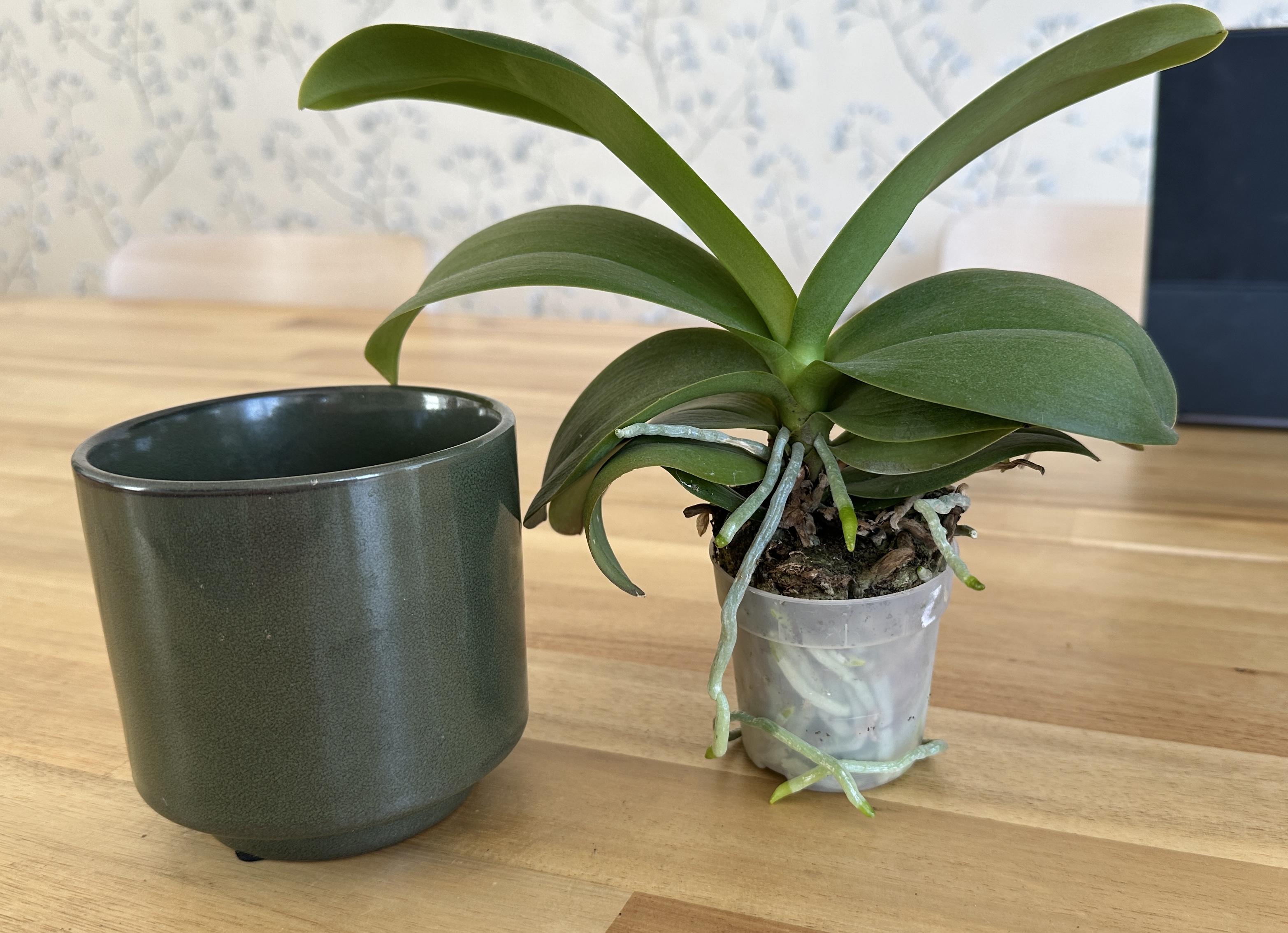 An orchid in a small transparent pot with tentacle-like roots reaching out and swirling root-bound tentacles within.